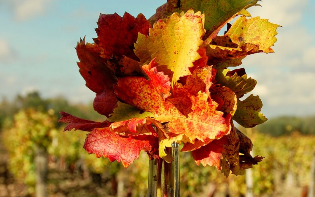 Les vignes aux couleurs d’automne.